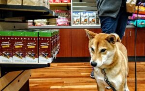 Akira with KC Dog Club at Three Dog Bakery